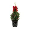9 In. Live Holiday Spruce Tree With Red Bow, Ornaments And Decorative Merry Christmas Pot -Christmas Decor Shop fresh christmas plants o585002cb 64 1000