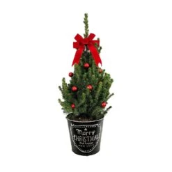 9 In. Live Holiday Spruce Tree With Red Bow, Ornaments And Decorative Merry Christmas Pot