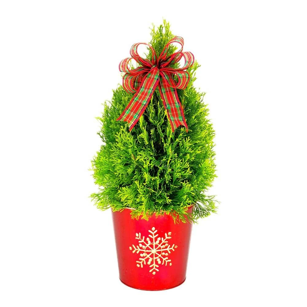 10 In. Holiday Janed Gold Arborvitae Live Shrub In Red Metal Pot With Gold Snowflake And Holiday Bow 3 10 In. Holiday Janed Gold Arborvitae Live Shrub In Red Metal Pot With Gold Snowflake And Holiday Bow