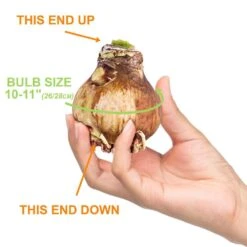 Holiday Red Lion Amaryllis Bulb Gift Kit With 6 In. White Planter, 26/28cm -Christmas Decor Shop garden state bulb fresh christmas plants ech 25 01 01 1f 1000