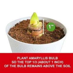 Holiday Red Lion Amaryllis Bulb Gift Kit With 6 In. White Planter, 26/28cm -Christmas Decor Shop garden state bulb fresh christmas plants ech 25 01 01 44 1000