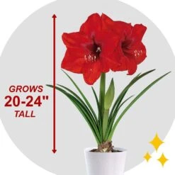 Holiday Red Lion Amaryllis Bulb Gift Kit With 6 In. White Planter, 26/28cm -Christmas Decor Shop garden state bulb fresh christmas plants ech 25 01 01 4f 1000