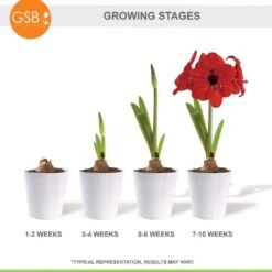 Holiday Red Lion Amaryllis Bulb Gift Kit With 6 In. White Planter, 26/28cm -Christmas Decor Shop garden state bulb fresh christmas plants ech 25 01 01 76 1000