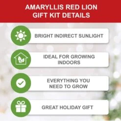 Holiday Red Lion Amaryllis Bulb Gift Kit With 6 In. White Planter, 26/28cm -Christmas Decor Shop garden state bulb fresh christmas plants ech 25 01 01 c3 1000