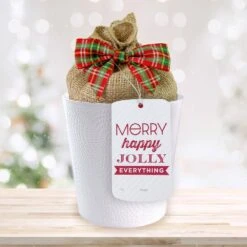 Holiday Red Lion Amaryllis Bulb Gift Kit With 6 In. White Planter, 26/28cm -Christmas Decor Shop garden state bulb fresh christmas plants ech 25 01 01 fa 1000 1