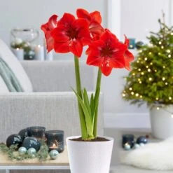 Holiday Red Lion Amaryllis Bulb Gift Kit With 6 In. White Planter, 26/28cm -Christmas Decor Shop garden state bulb fresh christmas plants ech 25 01 01 fa 1000