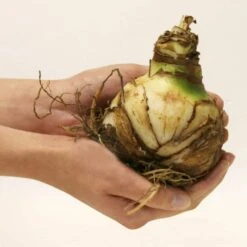 Alfresco White Flowering Amaryllis (Hippaestrum) 3 Bulb Holiday Gift Kit, Planted In Foil Wrapped 9 In. Pot -Christmas Decor Shop gardens alive fresh christmas plants 81746 4f 1000