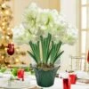 Alfresco White Flowering Amaryllis (Hippaestrum) 3 Bulb Holiday Gift Kit, Planted In Foil Wrapped 9 In. Pot -Christmas Decor Shop gardens alive fresh christmas plants 81746 64 1000