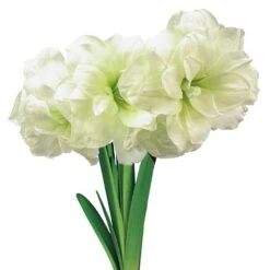 Alfresco White Flowering Amaryllis (Hippaestrum) 3 Bulb Holiday Gift Kit, Planted In Foil Wrapped 9 In. Pot -Christmas Decor Shop gardens alive fresh christmas plants 81746 c3 1000