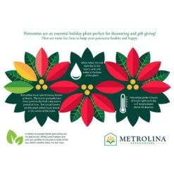 1 Gal. Christmas Poinsettia Red/White Square Color Bowl (1-Pack) -Christmas Decor Shop metrolina greenhouses fresh christmas plants 4410 1f 1000