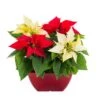 1 Gal. Christmas Poinsettia Red/White Square Color Bowl (1-Pack) -Christmas Decor Shop metrolina greenhouses fresh christmas plants 4410 64 1000