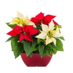 1 Gal. Christmas Poinsettia Red/White Square Color Bowl (1-Pack)