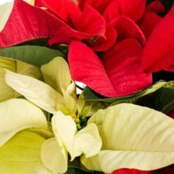 1 Gal. Christmas Poinsettia Red/White Square Color Bowl (1-Pack) -Christmas Decor Shop metrolina greenhouses fresh christmas plants 4410 c3 1000