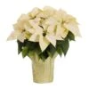 3.5 QT. 8 In. Live Christmas Poinsettia White With Gold Foil Holiday Plant (1-Pack) -Christmas Decor Shop metrolina greenhouses fresh christmas plants 4426 64 1000