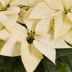 3.5 QT. 8 In. Live Christmas Poinsettia White With Gold Foil Holiday Plant (1-Pack) -Christmas Decor Shop metrolina greenhouses fresh christmas plants 4426 c3 1000