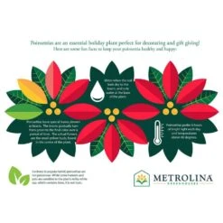 3.5 QT. 8 In. Live Christmas Poinsettia White With Gold Foil Holiday Plant (1-Pack) -Christmas Decor Shop metrolina greenhouses fresh christmas plants 4426 d4 1000