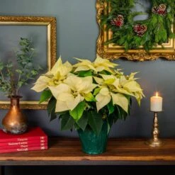 3.5 QT. 8 In. Live Christmas Poinsettia White With Gold Foil Holiday Plant (1-Pack) -Christmas Decor Shop metrolina greenhouses fresh christmas plants 4426 e1 1000