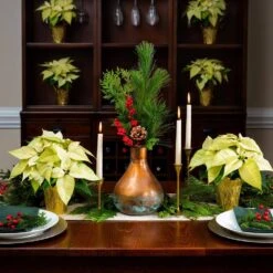 1 Qt. Christmas Poinsettia White With Gold Foil (5-Pack) -Christmas Decor Shop metrolina greenhouses fresh christmas plants 4492 1f 1000