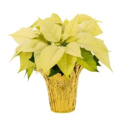 1 Qt. Christmas Poinsettia White With Gold Foil (5-Pack) -Christmas Decor Shop metrolina greenhouses fresh christmas plants 4492 44 1000