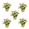 1 Qt. Christmas Poinsettia White With Gold Foil (5-Pack) -Christmas Decor Shop metrolina greenhouses fresh christmas plants 4492 64 1000