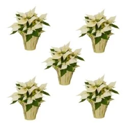 1 Qt. Christmas Poinsettia White With Gold Foil (5-Pack)