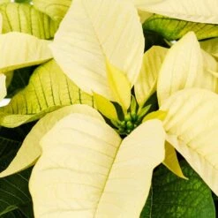 1 Qt. Christmas Poinsettia White With Gold Foil (5-Pack) -Christmas Decor Shop metrolina greenhouses fresh christmas plants 4492 c3 1000