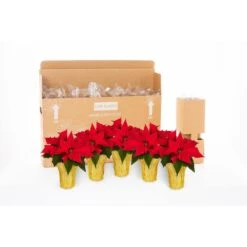 1 Qt. Christmas Poinsettia White With Gold Foil (5-Pack) -Christmas Decor Shop metrolina greenhouses fresh christmas plants 4492 fa 1000