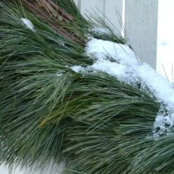 20 Ft. White Pine Garland 17 20 Ft. White Pine Garland -Christmas Decor Shop national plant network christmas garland hd1856 40 1000