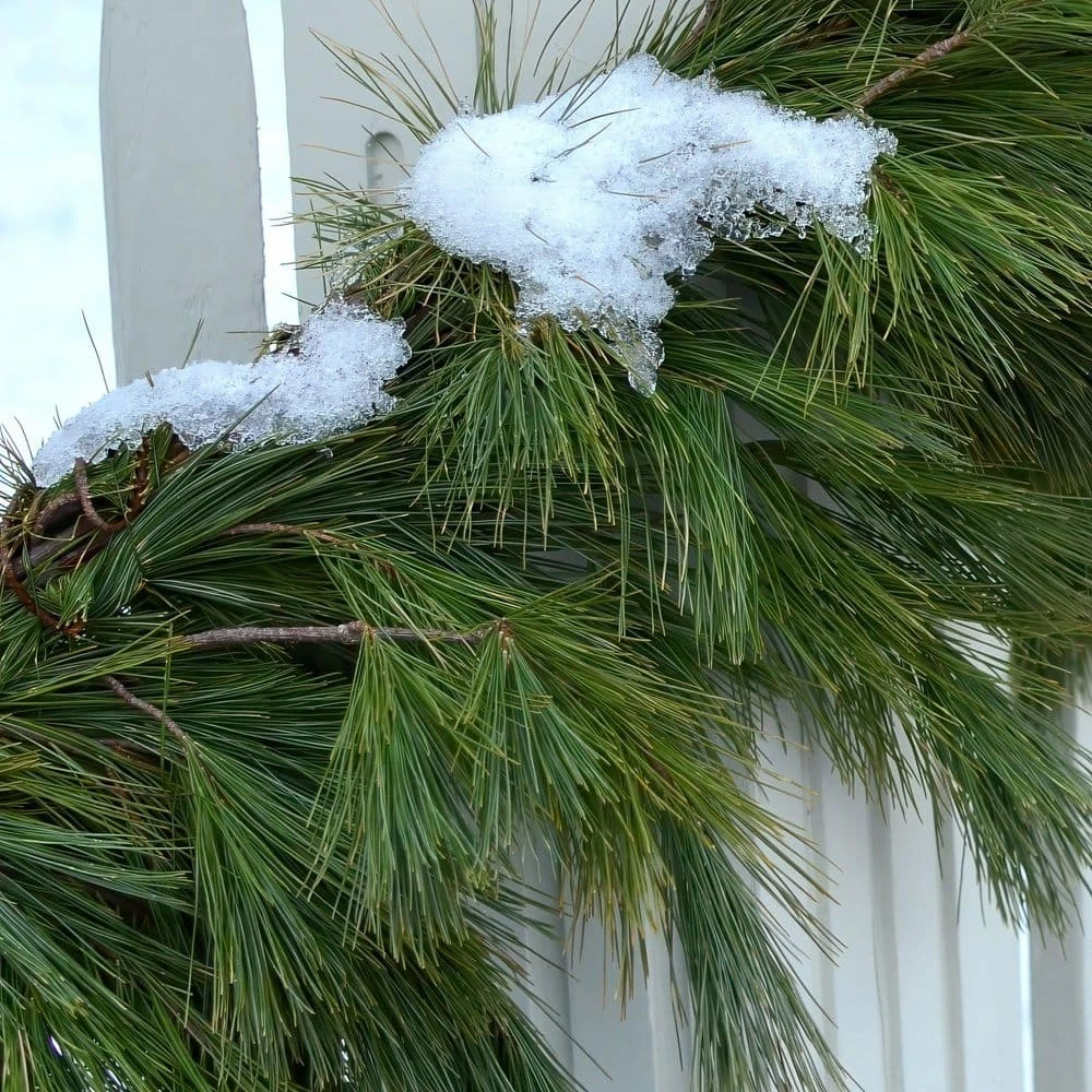 20 Ft. White Pine Garland 4 20 Ft. White Pine Garland - Image 2