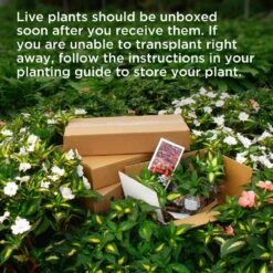 DIY Porch Pot Centerpiece Kit -Christmas Decor Shop national plant network fresh christmas plants hd1863 1f 1000