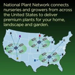 DIY Porch Pot Centerpiece Kit -Christmas Decor Shop national plant network fresh christmas plants hd1863 44 1000