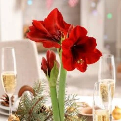 Waxed Amaryllis Holiday Collection With Red Flowers (2-Pack) -Christmas Decor Shop national plant network fresh christmas plants hd9116 1f 1000