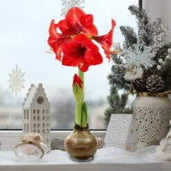 Waxed Amaryllis Holiday Collection With Red Flowers (2-Pack) -Christmas Decor Shop national plant network fresh christmas plants hd9116 44 1000