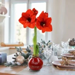 Waxed Amaryllis Holiday Collection With Red Flowers (2-Pack) -Christmas Decor Shop national plant network fresh christmas plants hd9116 4f 1000