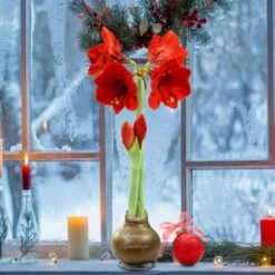 Waxed Amaryllis Holiday Collection With Red Flowers (2-Pack) -Christmas Decor Shop national plant network fresh christmas plants hd9116 76 1000
