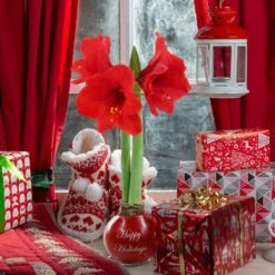 Waxed Amaryllis Holiday Collection With Red Flowers (2-Pack) -Christmas Decor Shop national plant network fresh christmas plants hd9116 fa 1000