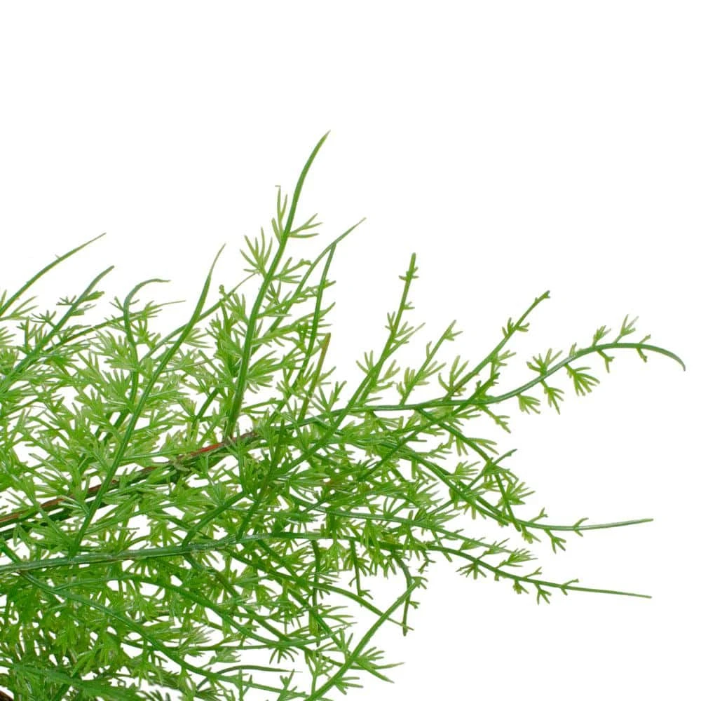 Northlight 24 In. Brown And Green Unlit Cedar Artificial Christmas Wreath 4 Northlight 24 In. Brown And Green Unlit Cedar Artificial Christmas Wreath - Image 2