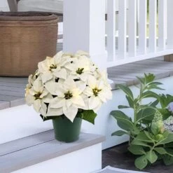 19 In. Pre-Lit Battery-Operated White Potted Artificial Potted Poinsettias Arrangement -Christmas Decor Shop puleo international artificial christmas plants 51063 st19whlw015 bo 31 1000