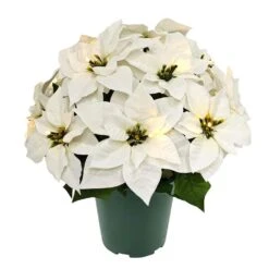 19 In. Pre-Lit Battery-Operated White Potted Artificial Potted Poinsettias Arrangement