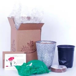 Amaryllis Kit Monaco With Shell Metal Cachepot Bulbs -Christmas Decor Shop van zyverden fresh christmas plants 87299 44 1000