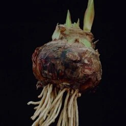 Amaryllis Kit Monaco With Shell Metal Cachepot Bulbs -Christmas Decor Shop van zyverden fresh christmas plants 87299 4f 1000