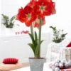 Amaryllis Kit Monaco With Shell Metal Cachepot Bulbs -Christmas Decor Shop van zyverden fresh christmas plants 87299 64 1000
