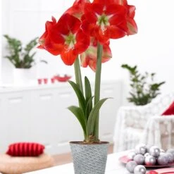 Amaryllis Kit Monaco With Shell Metal Cachepot Bulbs