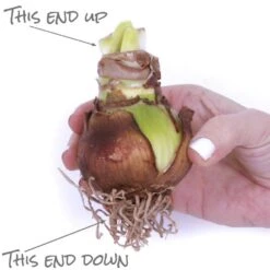 Amaryllis Kit Monaco With Shell Metal Cachepot Bulbs -Christmas Decor Shop van zyverden fresh christmas plants 87299 76 1000