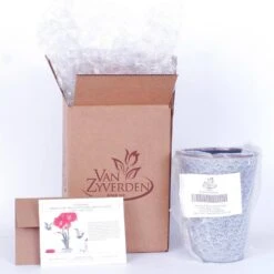 Amaryllis Kit Monaco With Shell Metal Cachepot Bulbs -Christmas Decor Shop van zyverden fresh christmas plants 87299 fa 1000