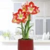 Holiday Pre-Planted Amaryllis Red With 5 In. Red Cache Ceramic Planter, Set Of 1 Bulb -Christmas Decor Shop van zyverden fresh christmas plants 88437 64 1000