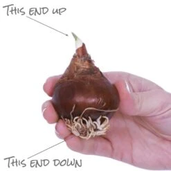 Holiday Paperwhite Kit Ziva With 6 In. Fluted Iron Faux Brass Finish Bulb Planter, Set Of 6 Bulbs -Christmas Decor Shop van zyverden fresh christmas plants 88465 4f 1000